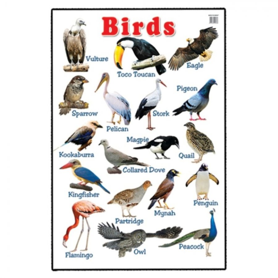 Birds - Educational Chart (MM00648)