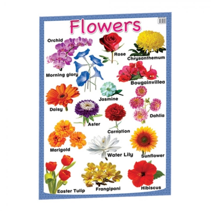 Flowers - Educational Chart (MM00655)